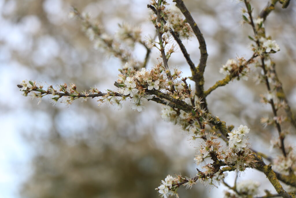 blossom detail (Photo by Matt)