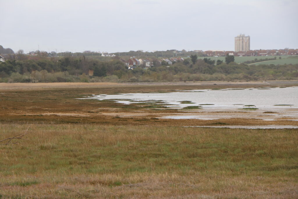 salt marsh (Photo by Matt)