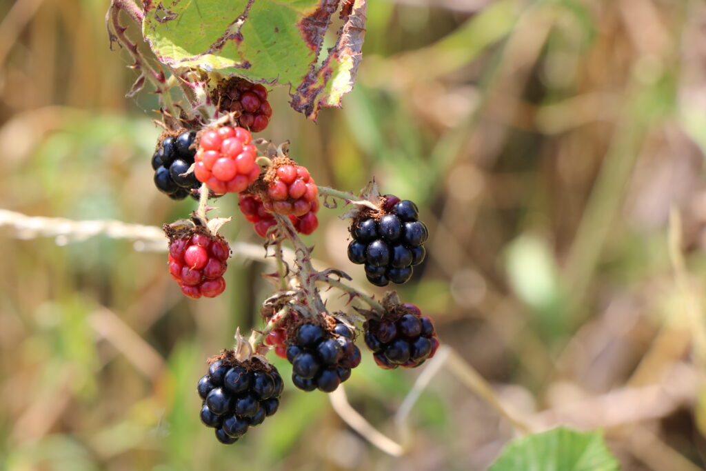 Blackberries (photo by Matt)