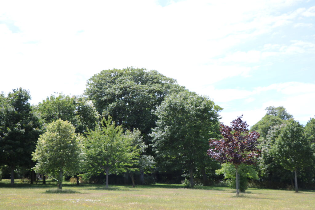 Trees, Northdown Park, photo by Matt