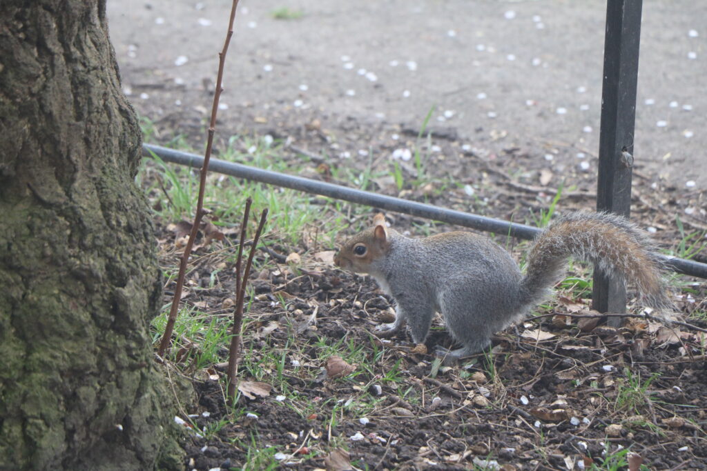 A squirrel in Pierremont park in Broadstairs (Kent) on a foggy day